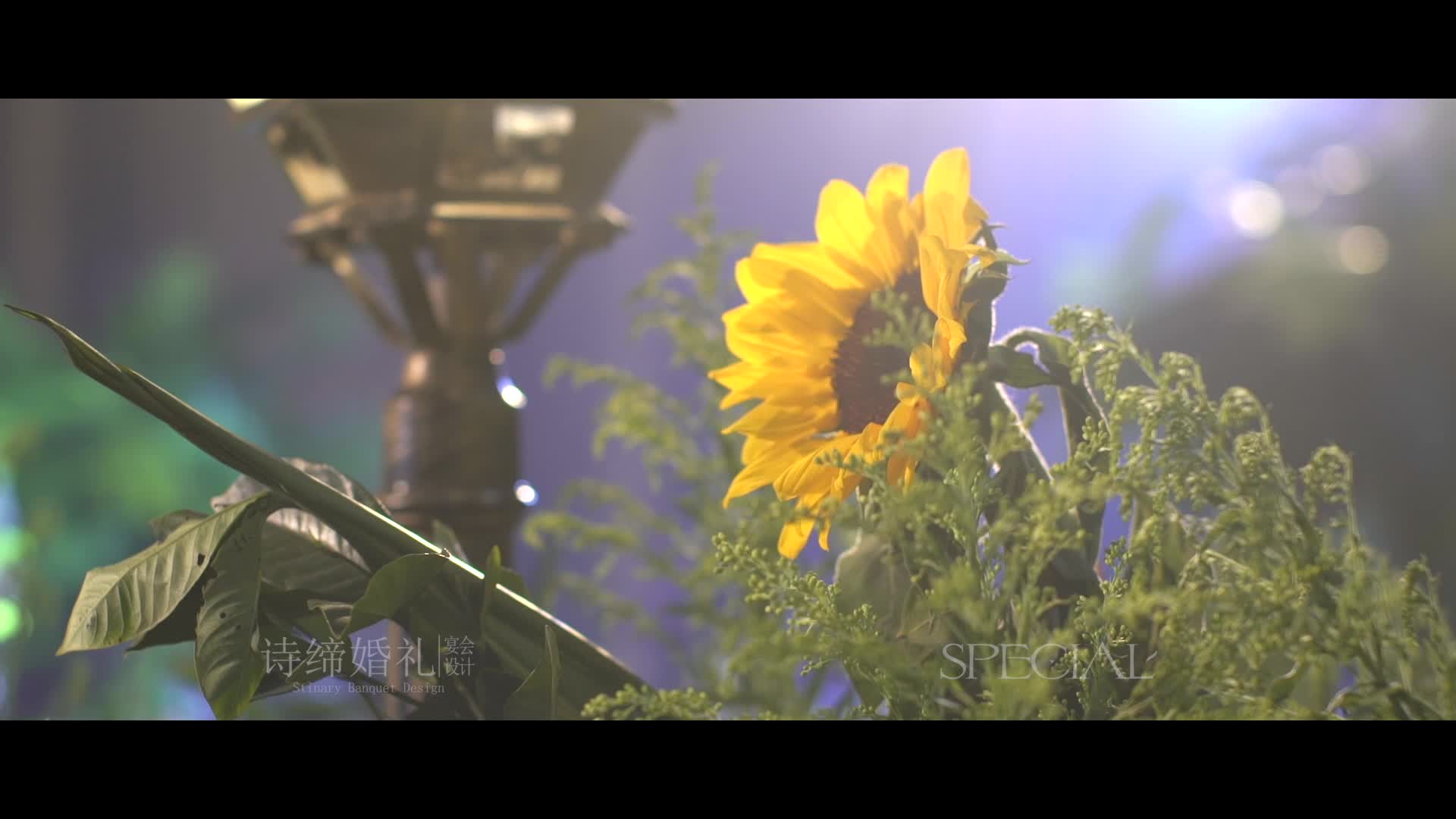 【绿野迷踪】低预算流行森系性价比超高